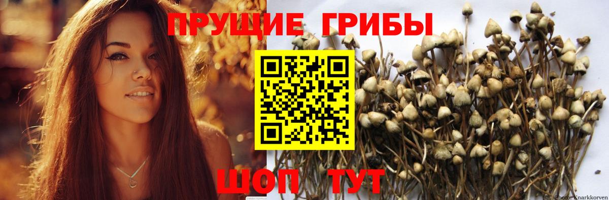 Кулебаки  Псилоцибиновые грибы Psilocybe  Вход с VPN 
